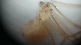 The spider is producing silk  | TinyScopeCAM |1000X portable microscope