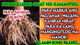 UGAT NG KAMANTIGI, BENEPISYO NITO/ Paano Gamitin?