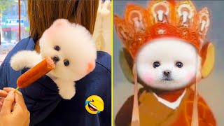 Cute Pomeranian Puppies Doing Funny Things #11 - Cute and Funny Dogs