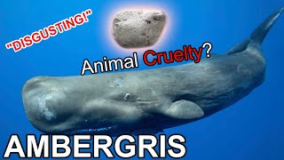 Ambergris - Whale Killer? Let's talk about that!