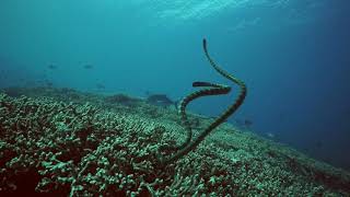 Sea Snakes & Trevally at Pulau Manuk