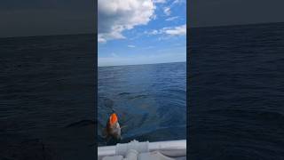 Cod fishing from ship wrecks, catch and release