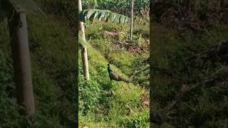 അയ്യോ മയിൽ 🥴 #viralpeacock  #shortsfeed #viral  #peacock