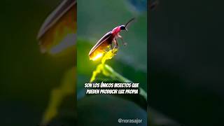 ¿Sabías qué? #38 Las Luciérnagas son los únicos insectos que pueden producir Luz Propia 😮💡