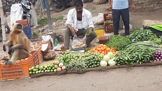 Monkey ने सारी सब्जी खा रह है🥰!लेकिन किसी को cut और मारता नही है😱!Monkey lovers🥰!#Monkey #monkeys