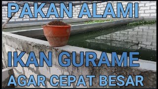 PAKAN ALAMI AGAR IKAN GURAME CEPAT BESAR