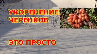 УКОРЕНЕНИЕ ЧЕРЕНКОВ  это ПРОСТО