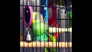 birt #birds #parakeet #budgie #animals