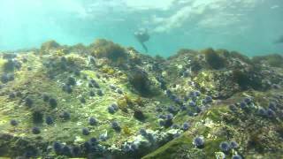 Clint Walker Master Diver @ Coronado Islands 9 29 13