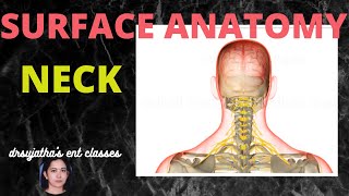 106.Surface Anatomy of Neck  #anatomylectures