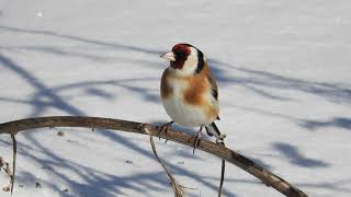 Песня  черноголового щегла Carduelis carduelis / Goldfinch song