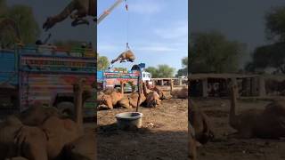 Amazing camel loading #camel #goat #youtubeshorts #camells #youtubevideos #animals #ytshorts