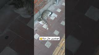 #گربه #حیوانات #حیوان #حیوانات_بامزه #انگلیسی #زبان #cat #cat #animals