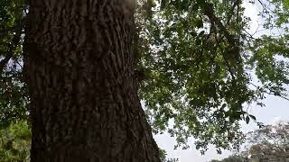 Tiny Bird in the Branches