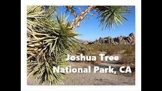 Joshua Tree 2020