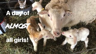 Lambing diaries: Lambs after dark! Vlog 579