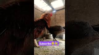 தஞ்சாவூர்🤣😂 subscribe please ❤️ #husbandsothanaigal #funny_chicken #kozhi_koothugal #funny #birds