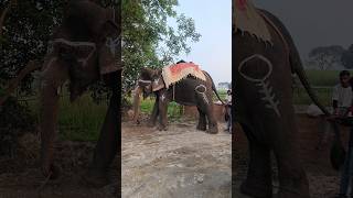 #elephant #saadi #villagevlog #villagelifestyle