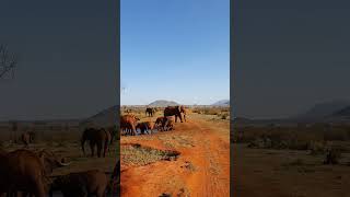 Large family of elephants in the savannah of Kenya