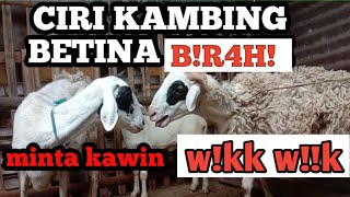 CIRI CIRI KAMBING MINTA KAWIN #Kambingmintakawin #kambing#paksukis