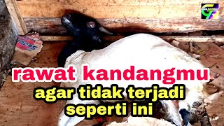 penyakit kaku otot yang datang secara tiba tiba ll ini contohnya