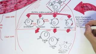 Immunology Map VI   Humoral Immunity