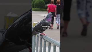 Did You Know? Pigeons' Incredible Navigation Skills!! #shorts #animals #animalfacts #PigeonFacts