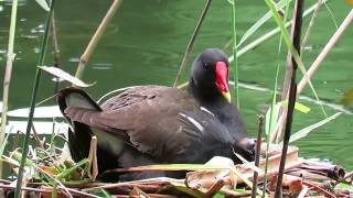 Adorable Moorhen babies