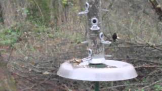 Brambling at blashford lakes 06/12/2015