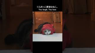 にらめっこ最強なねこ。 #Shorts