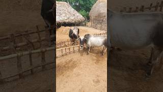 🐂மாட்டு ஏர் ஒட்டவில்லை | No ox for ploughs | #தமிழ் #tamil #shorts #farming #vivasayam #viral #bull