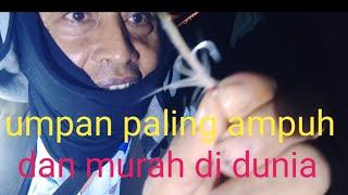 umpan paling ampuh dan murah untuk mancing ngeblor