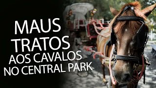 Denúncia: maus tratos aos cavalos no Central Park