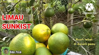 POKOK LIMAU SUNKIST | BUAH LEBAT DI DALAM PASU/POT