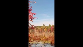 Autumn Colors in Massachusetts #shorts #travel #autumn #fall