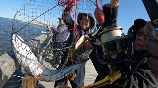 Catching My PB Striper from the Pier| Keansburg Fishing Pier