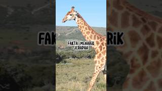 Fakta Menarik Jerapah #hewan #informasihewan #animals #faktaunik