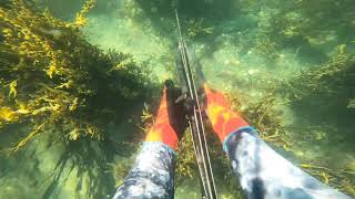 Spearfishing northwales Mullet catch one-handed and seabass escape