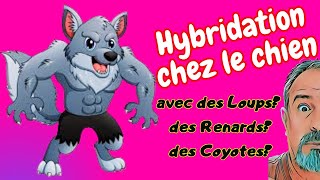 HYBRIDATION CHEZ LE CHIENI