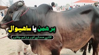 Sheikhupora Satureday Cow Mandi Rates Updates | Sahiwal Cattle | Sheikhupura Mandi 2021 Today