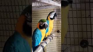 How to tame a WILD Macaw/parrot? #macaws #training #tame