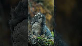 solth bear foot