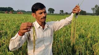 Hindi- Basmati Hybrid rice Laxmi Taz