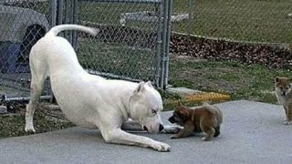 Whatsapp Funny Dog Videos | Try Not To Laugh | Whatsapp Viral Videos