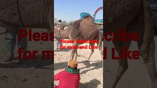 Crazy Camel!