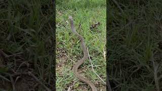 Most beautiful and dangerous #shorts #ytshorts #short #ytshort #snake #nonvenomous #phusro #bokaro