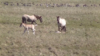 160501 Nachwuchs bei den Koniks