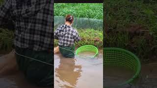 sáng sớm, mò cua, mò ốc nuôi con. #fishingnet #catfishing #shorts