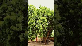 Village Tree ♥️ #shortfeed #shortsyoutube #shortsvideoviral #shorts #foryou #shortsviral #trending