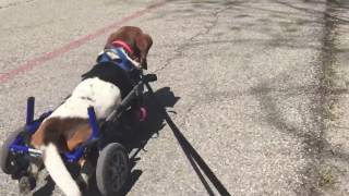 Basset hound Charlie takes a stroll in his wheelchair